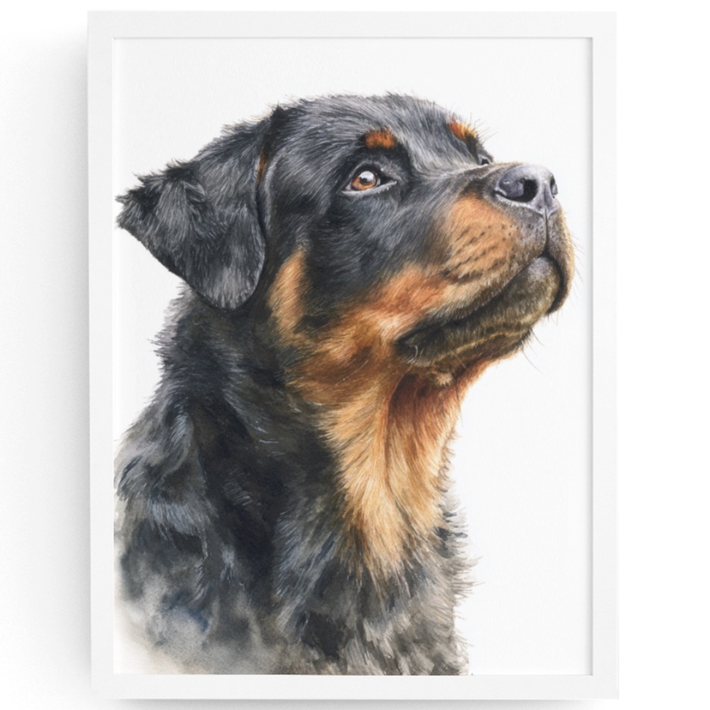 Rottweiler Watercolor Pet Portrait - Dog Wall Art Poster Unframed